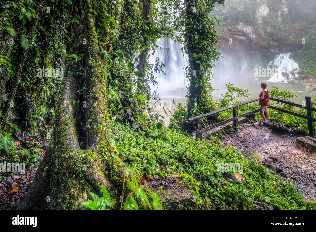 Tropical trees near the Misol Ha waterfalls in Chiapas, Mexico. Stock Photo