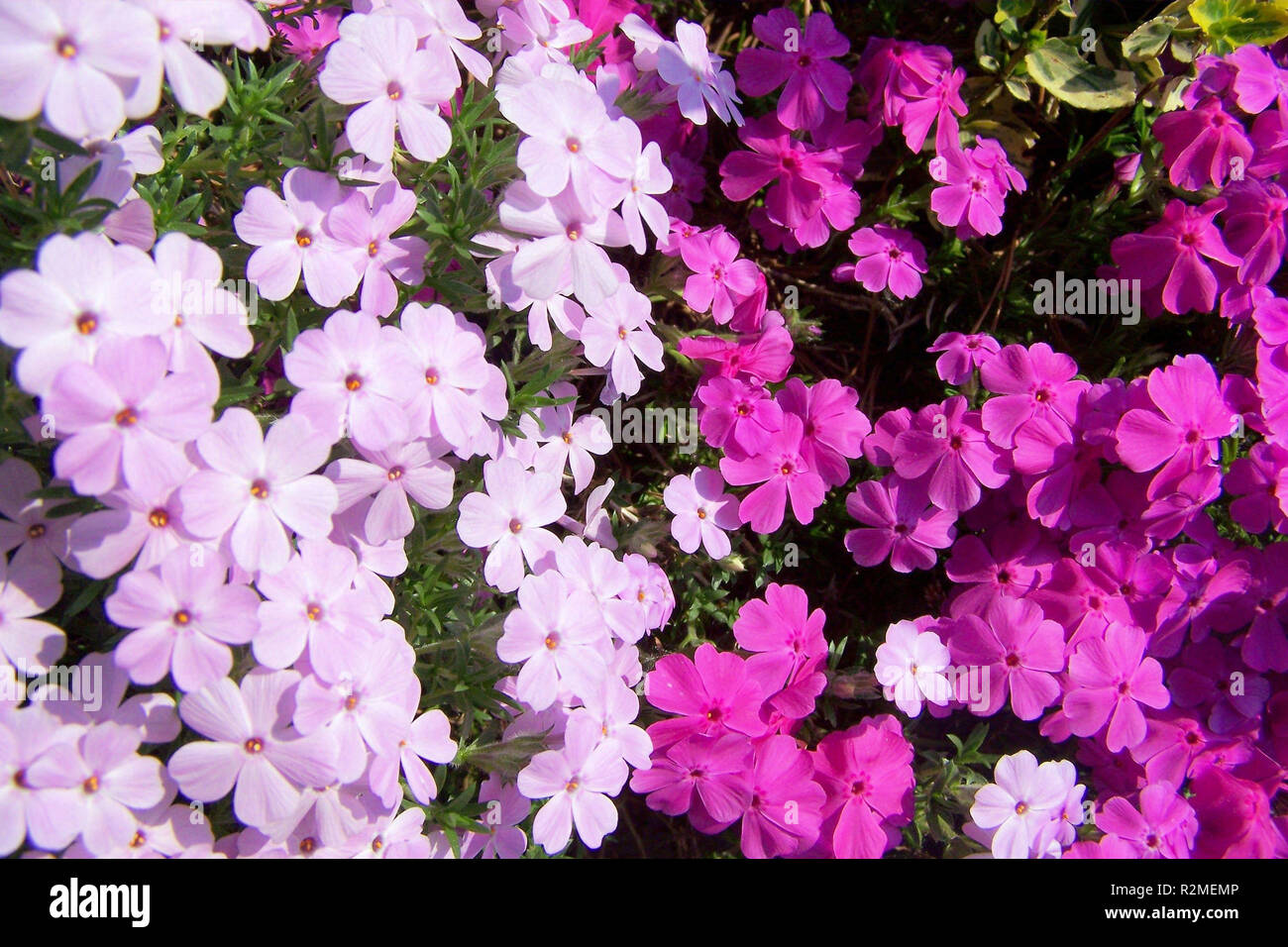 filigree flower pattern Stock Photo