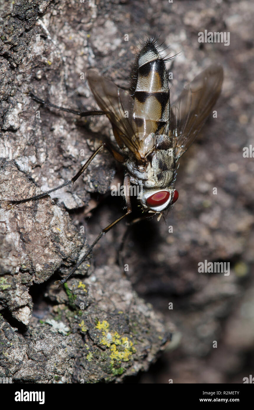 Tachinid Fly, Zelia vertebrata, male Stock Photo