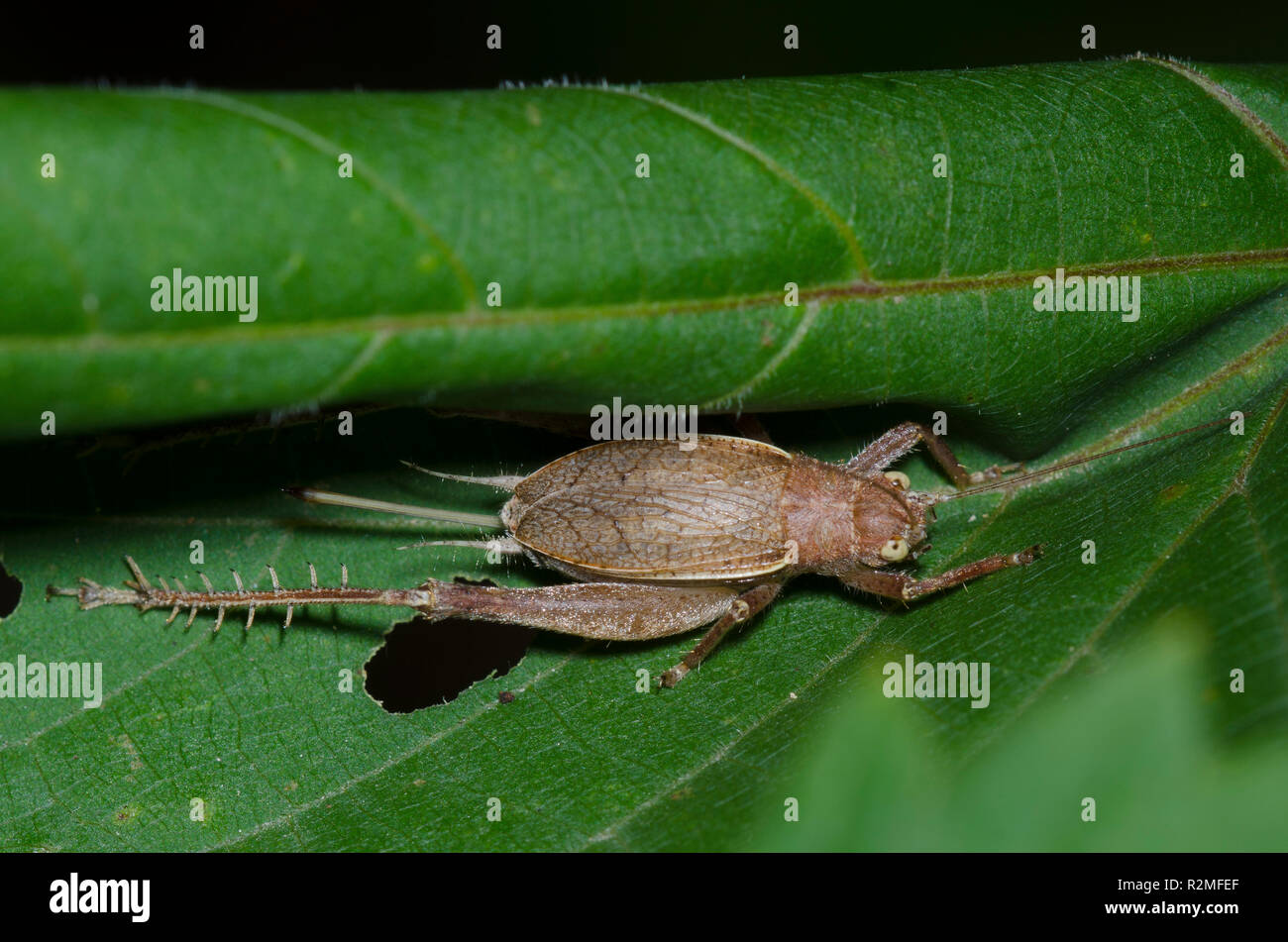 Restless Bush Cricket, Hapithus agitator, female tucked in curled leaf Stock Photo