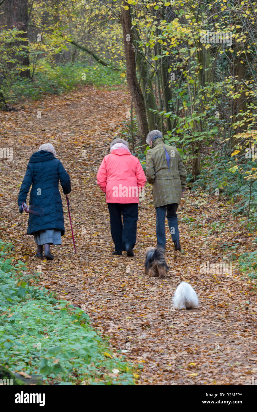 three elderly ladies in a group walking dogs throught the beautiful autumnal woodland at blickling great wood in the Norfolk countryside. Stock Photo