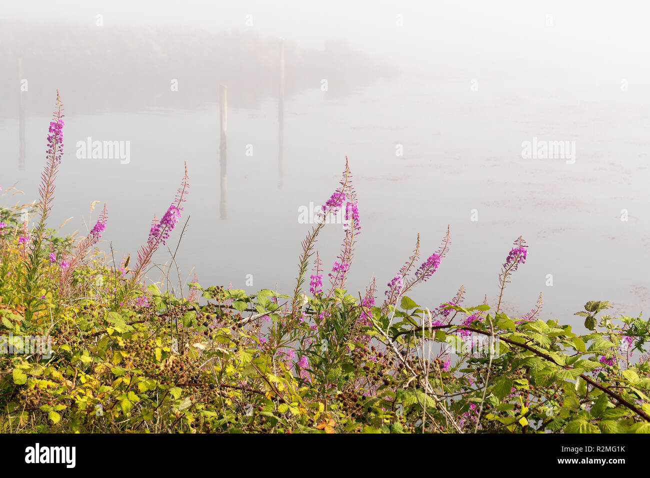 Olympic National Park, coast, vegetation Stock Photo - Alamy