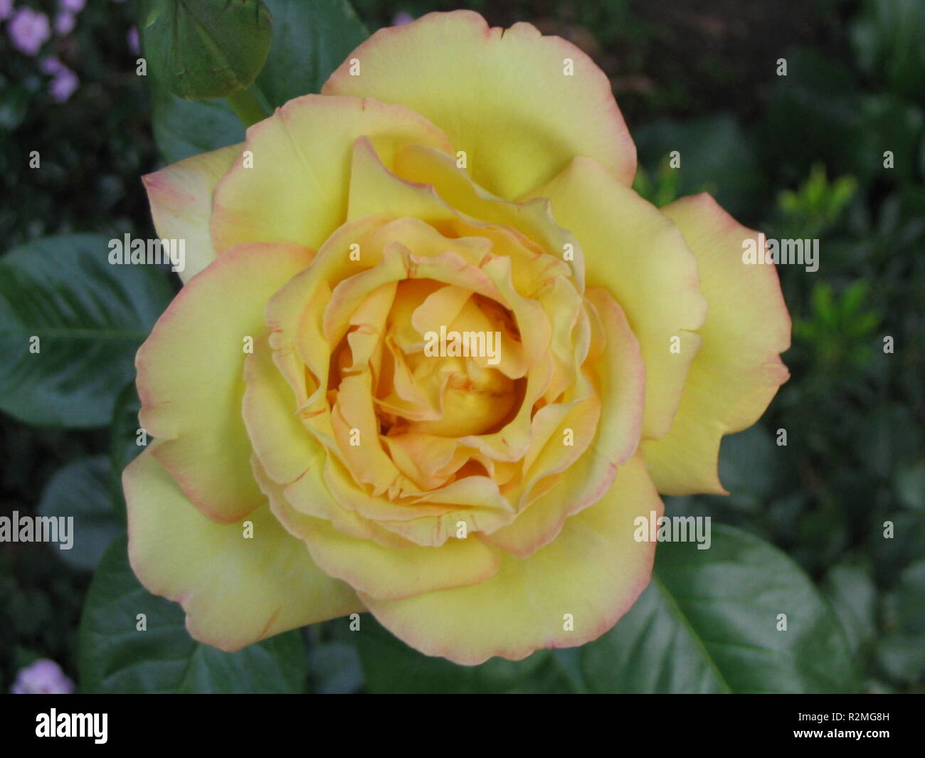 yellow rose blossom Stock Photo