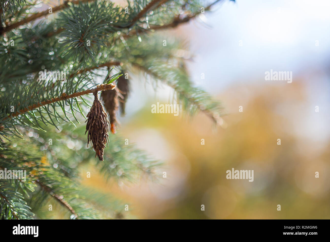Bagworm bags on a coniferous tree, Crystal City Water Park, Arlington, Virginia, United States Stock Photo