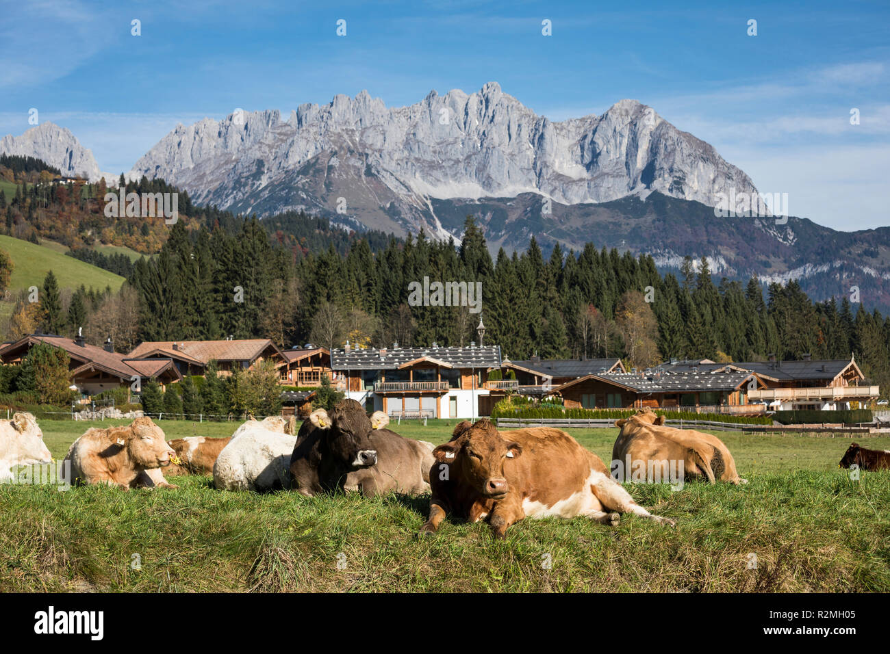 Reith bei Kitzbühel, hinten der Wilde Kaiser, Kaisergebirge, Tirol, Österreich Stock Photo