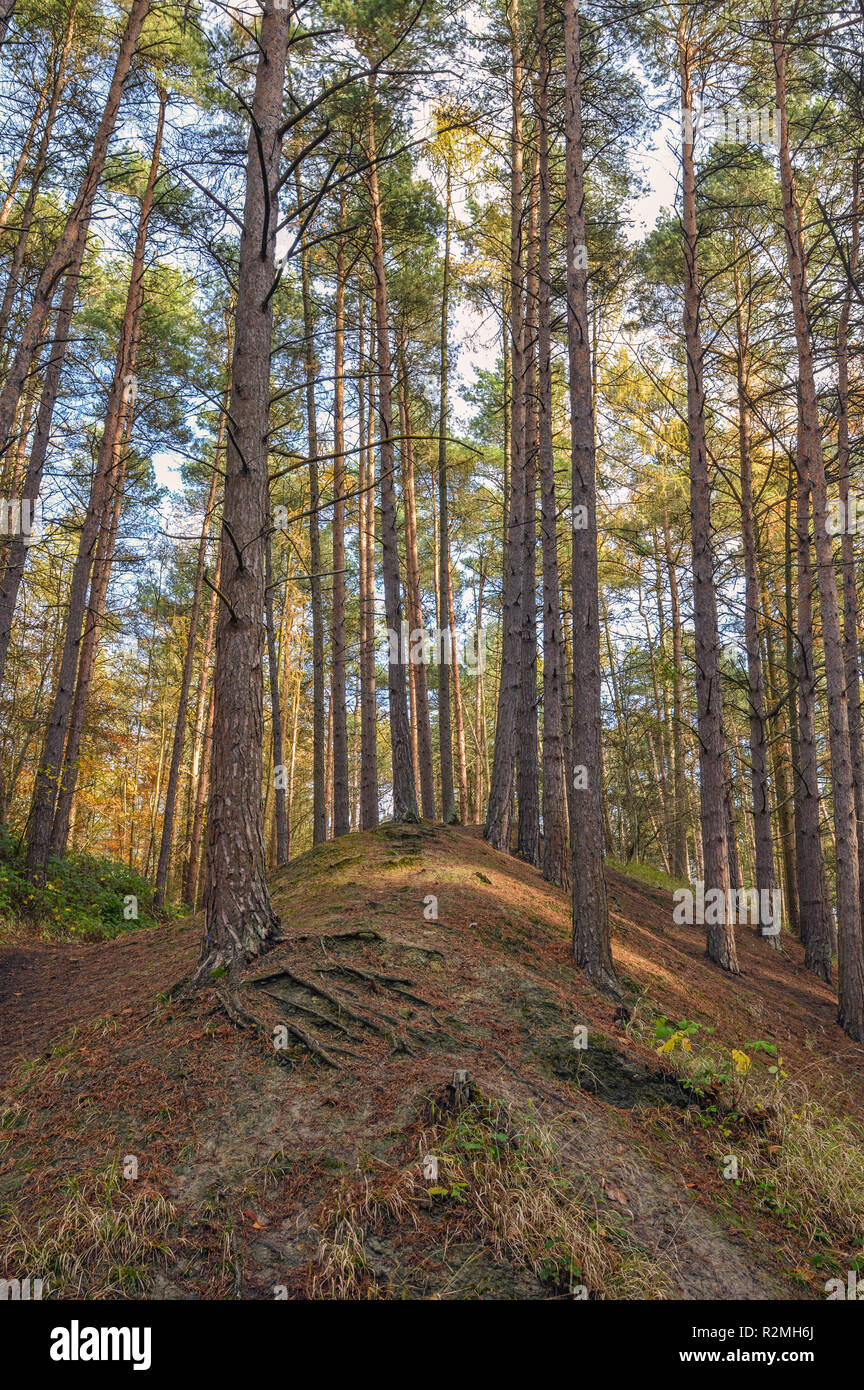 Pine trees on mound Stock Photo