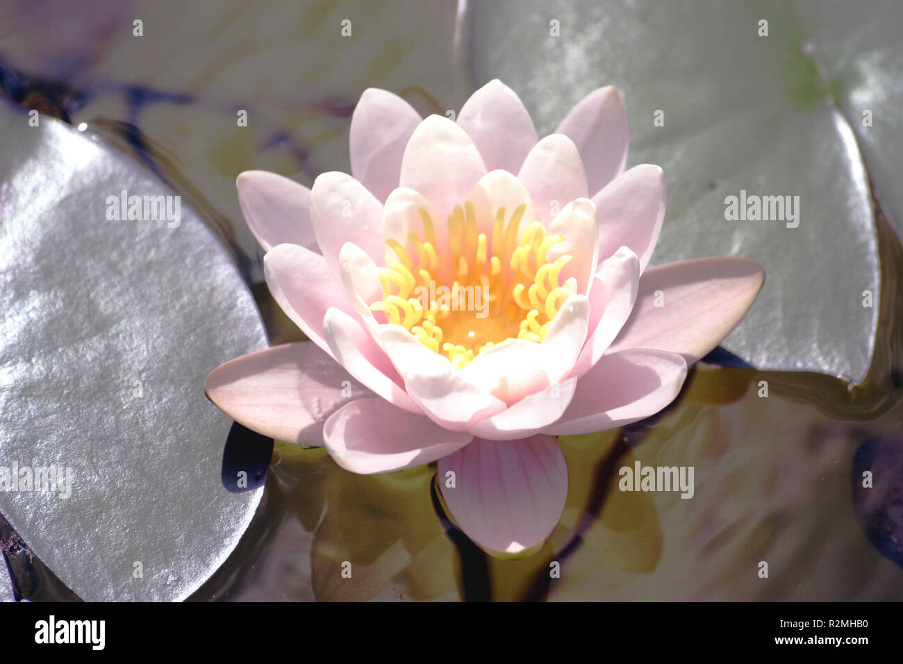 pink flowering water lily Stock Photo
