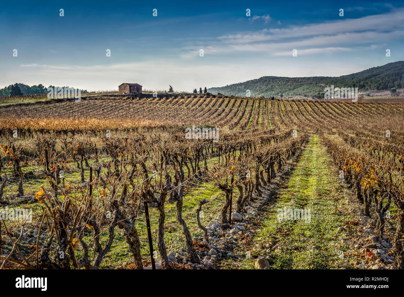 Veuve clicquot vineyard hi-res stock photography and images - Alamy