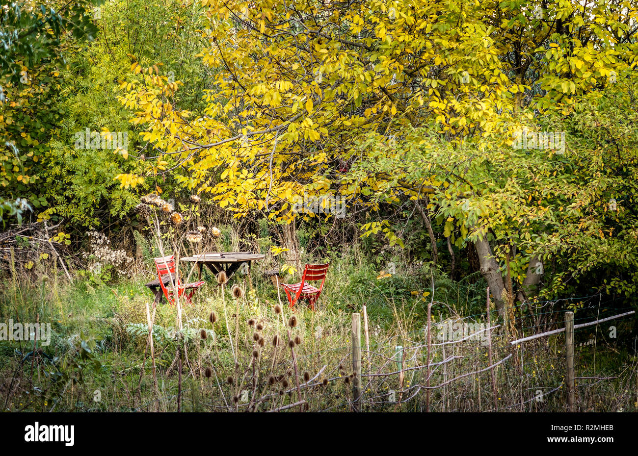 Wild garden with table and red chairs surrounded by trees in autumn Stock Photo