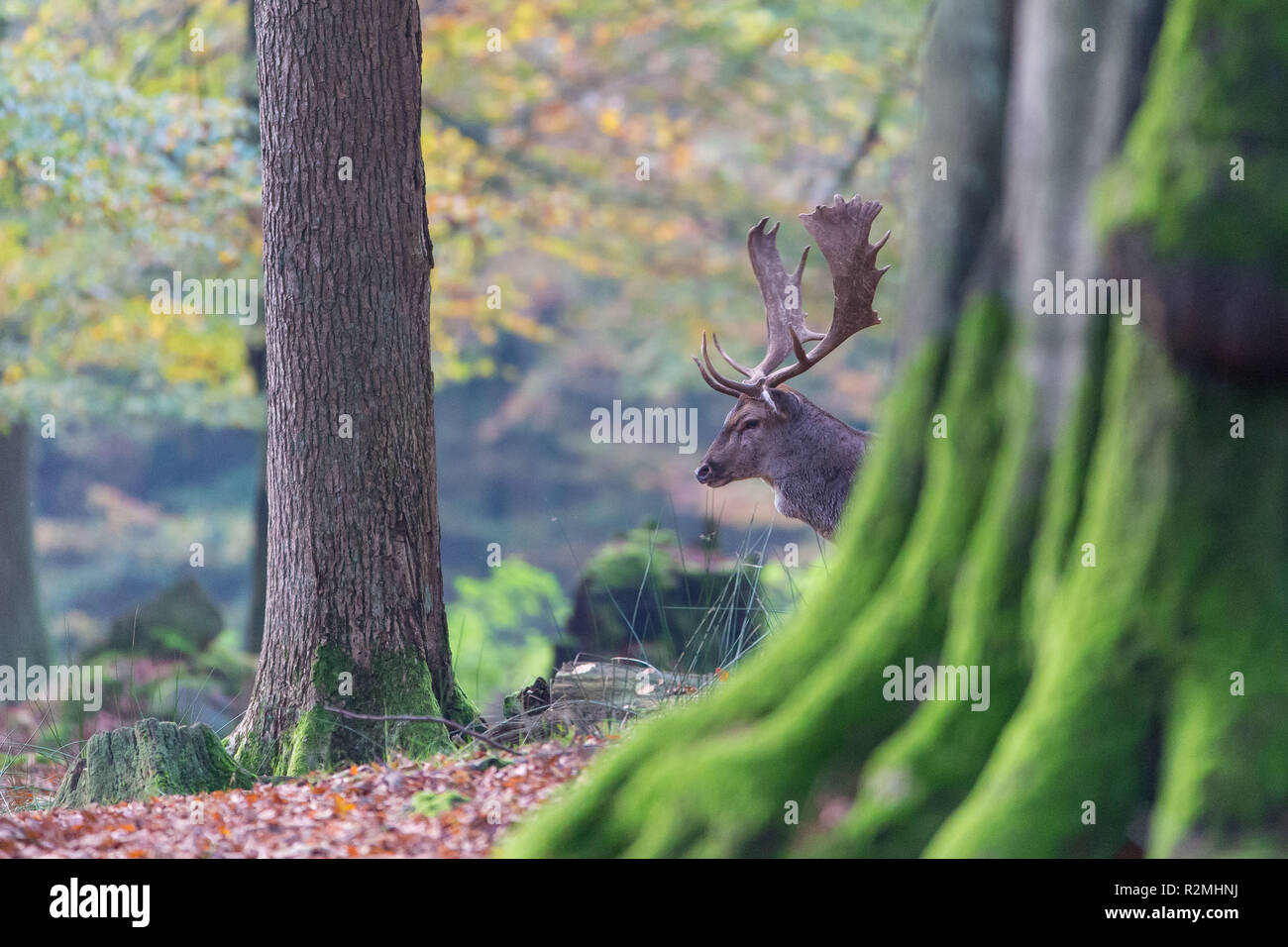 Fallow deer peeking out from behind thick tree Stock Photo