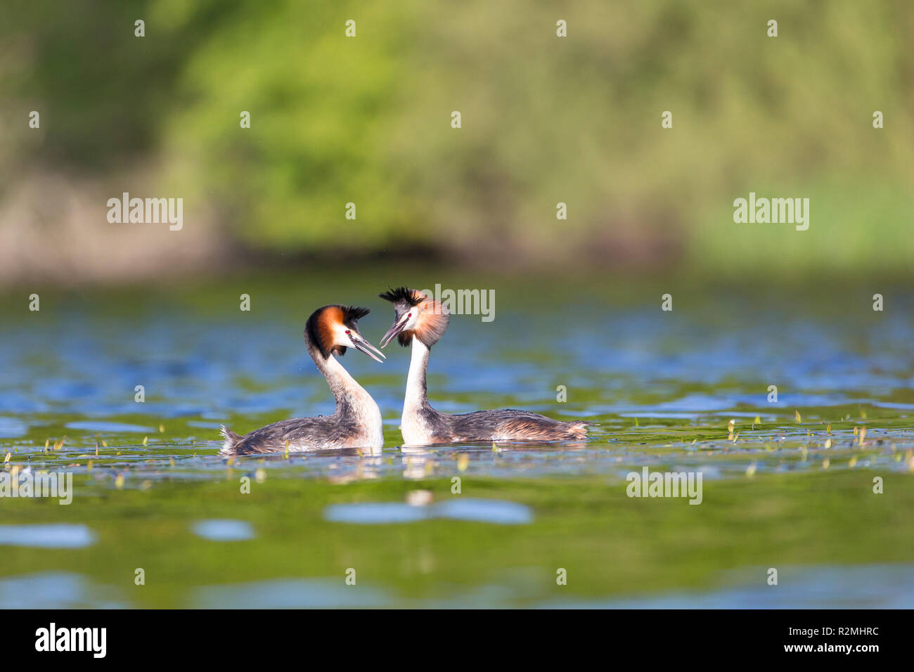 Two Great Crested Grebes courting Stock Photo