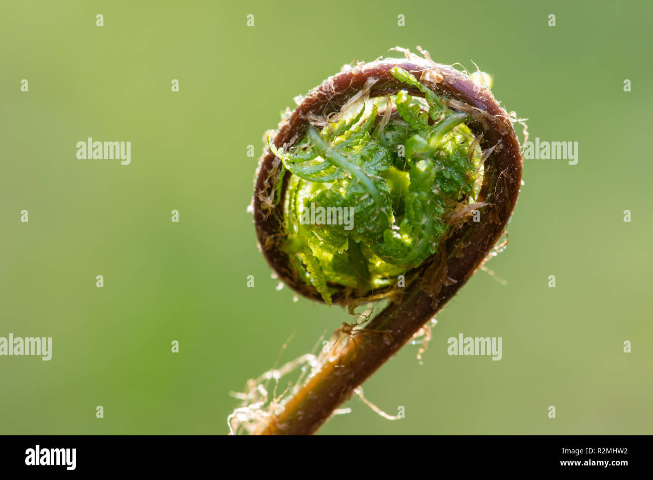 breaking up common lady-fern Stock Photo