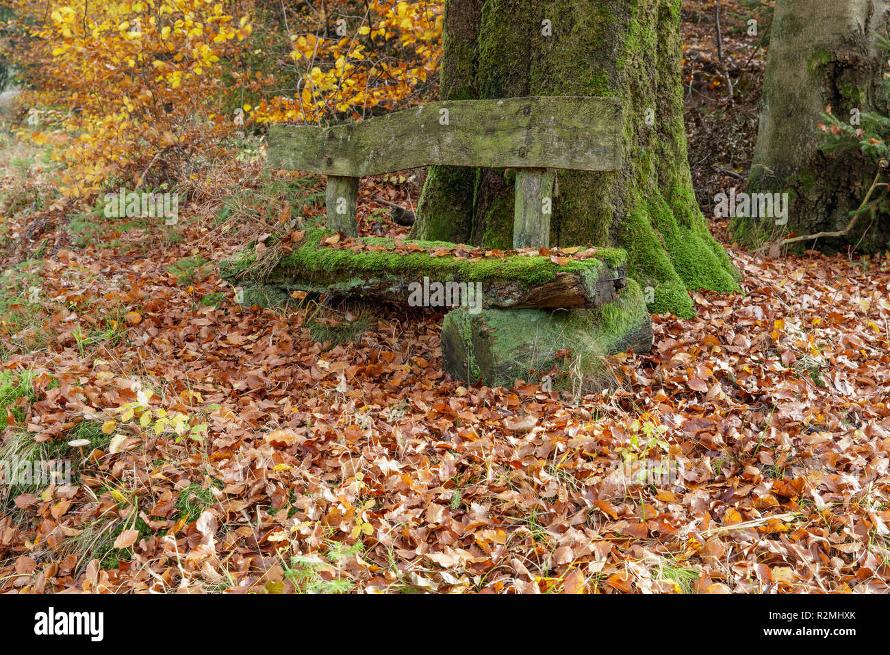 old bench in the forest, thick beech Stock Photo