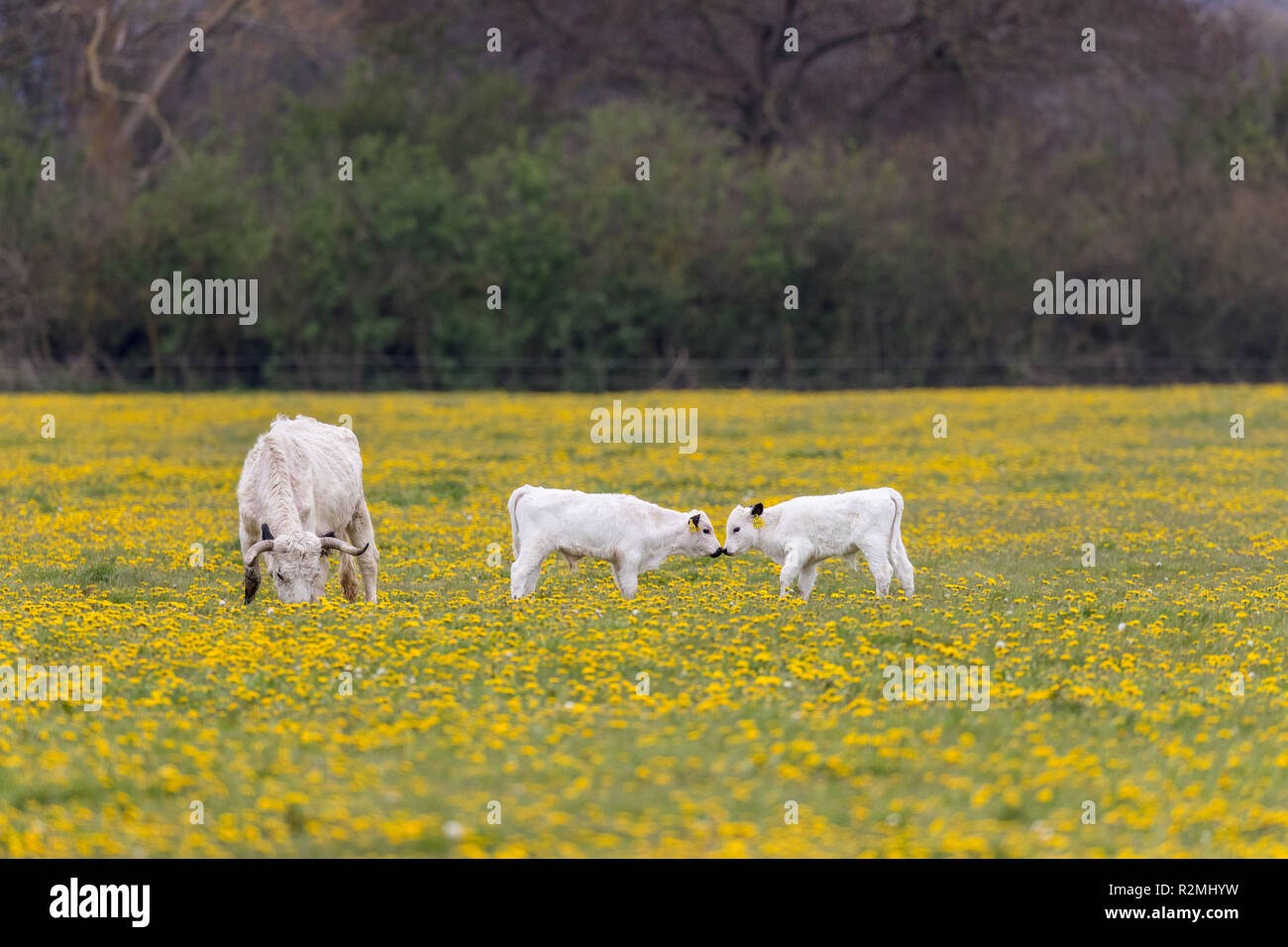 English Park Cattle on the pasture, dandelions Stock Photo