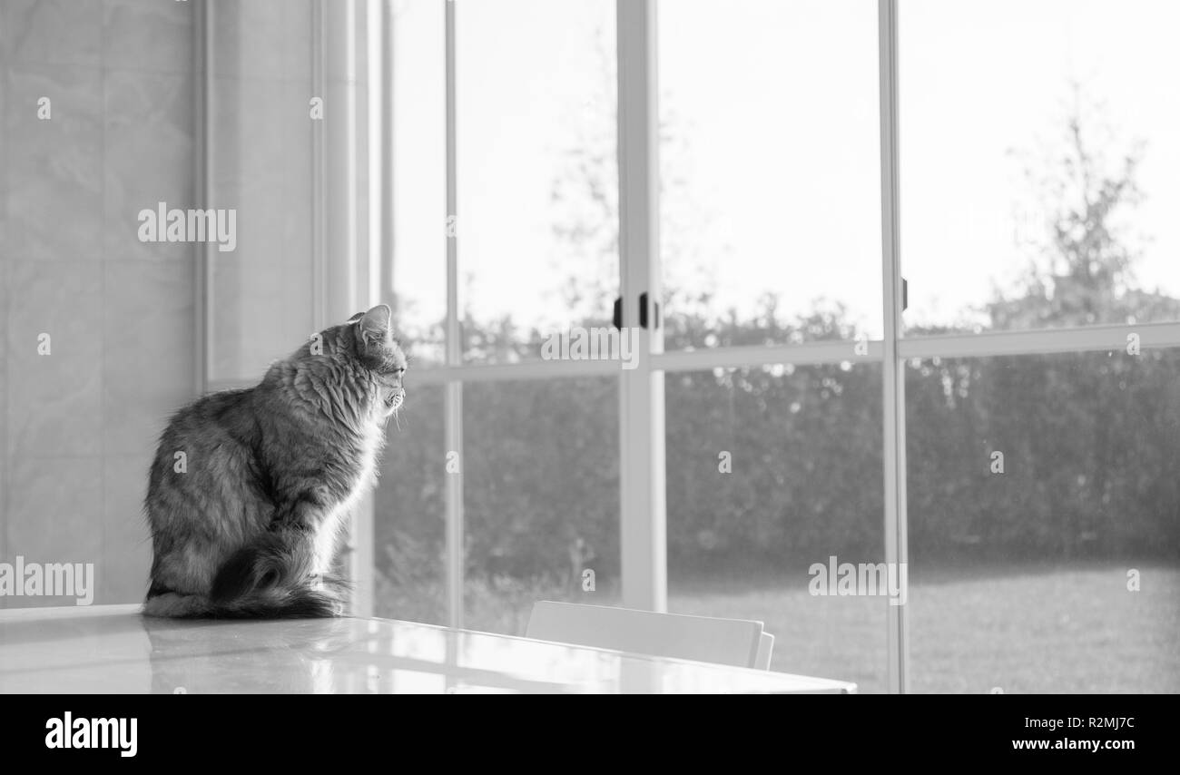 Beautiful Long Haired Cat In Relax Outdoor On A Table Siberian