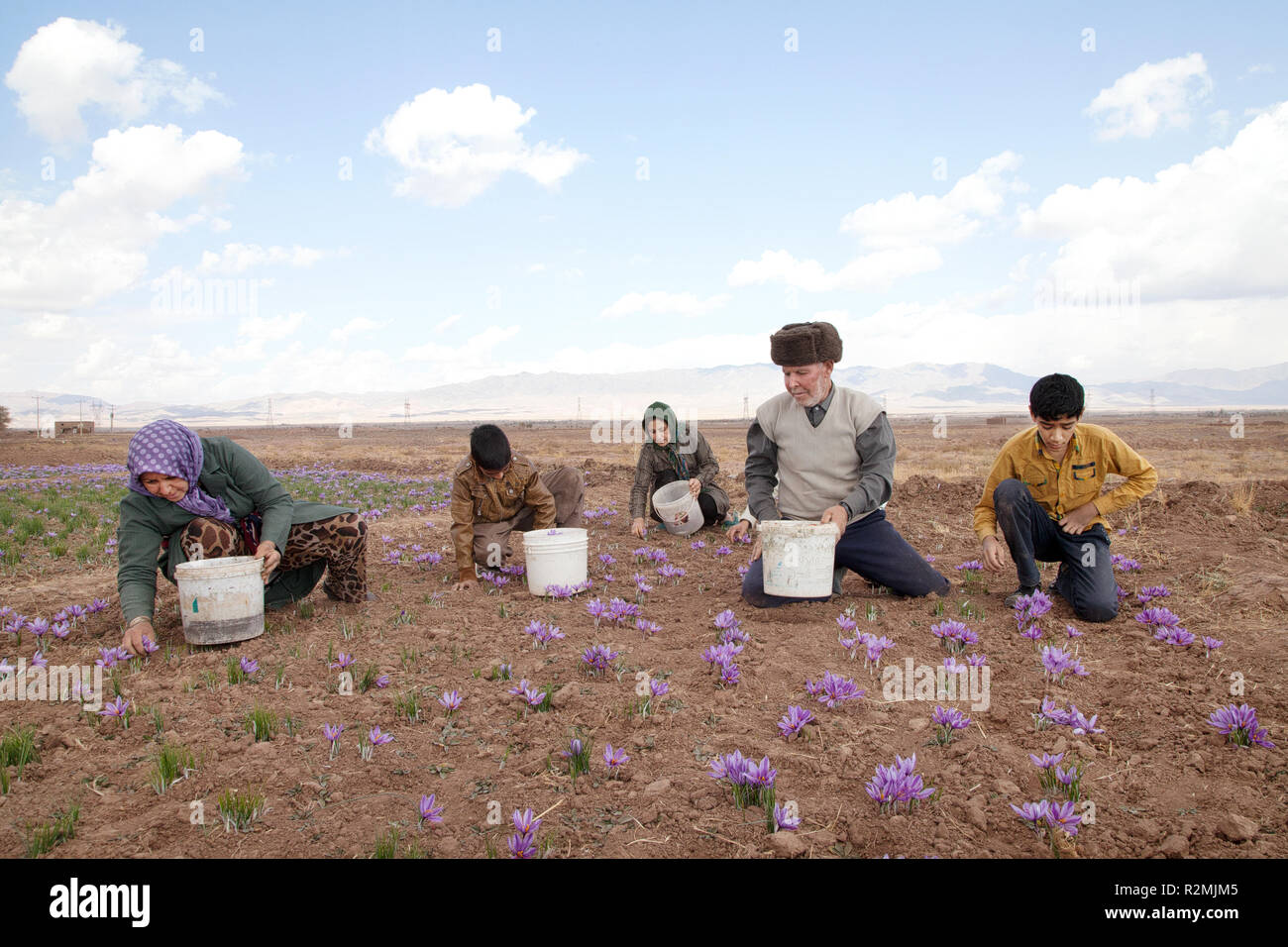 An Iranian family picks saffron flowers on its own plantation, The city of Torbat in Khorasan province is known for large-scale saffron plantations Stock Photo