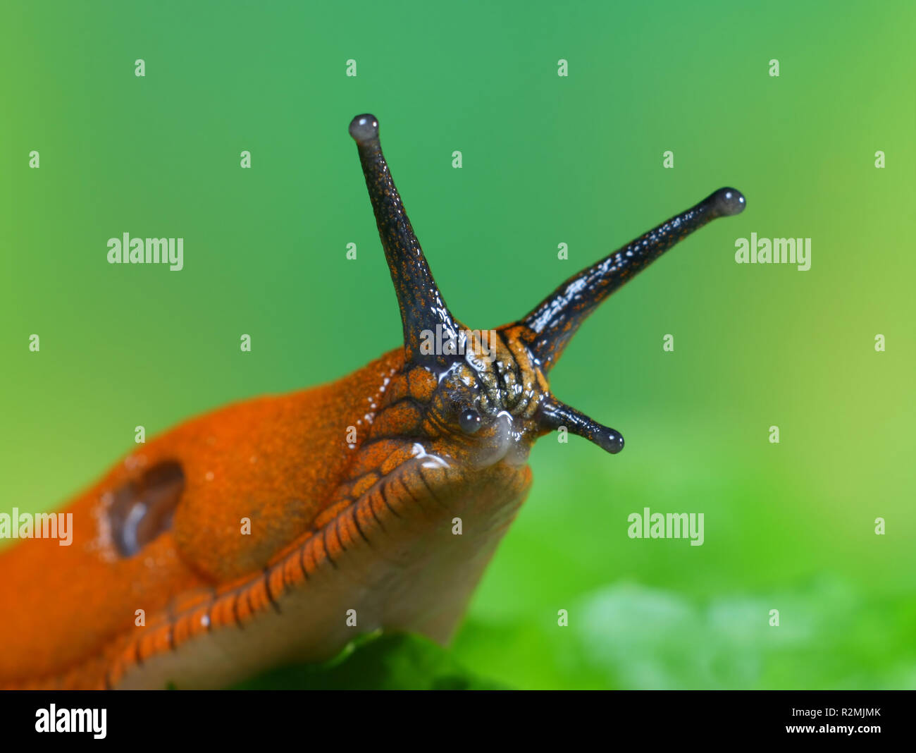 Slug size hi-res stock photography and images - Alamy