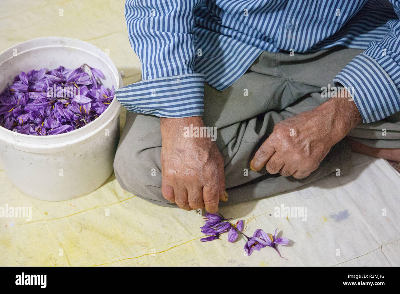 Since the saffron flowers withering quickly, the saffron threads must be pulled out of the flower within 24 hours of harvest, Stock Photo
