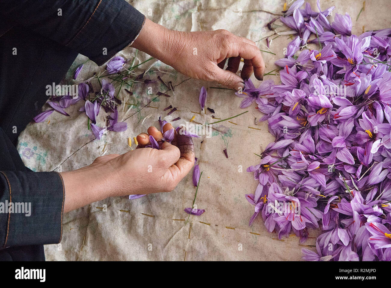Since the saffron flowers withering quickly, the saffron threads must be pulled out of the flower immediately after harvest, Stock Photo