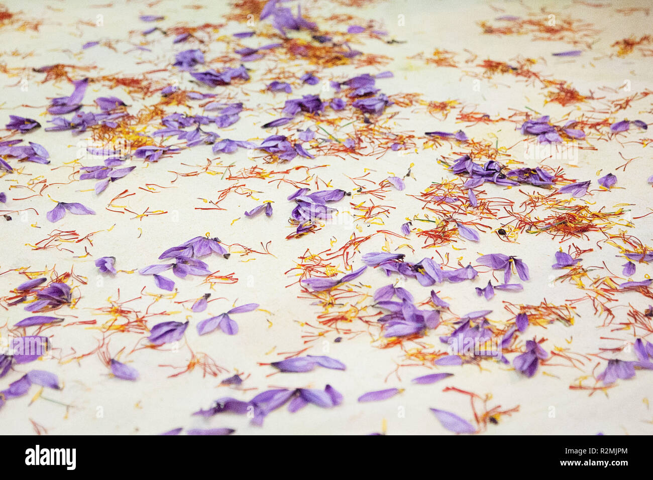 The saffron flowers and saffron threads lying separately on a white