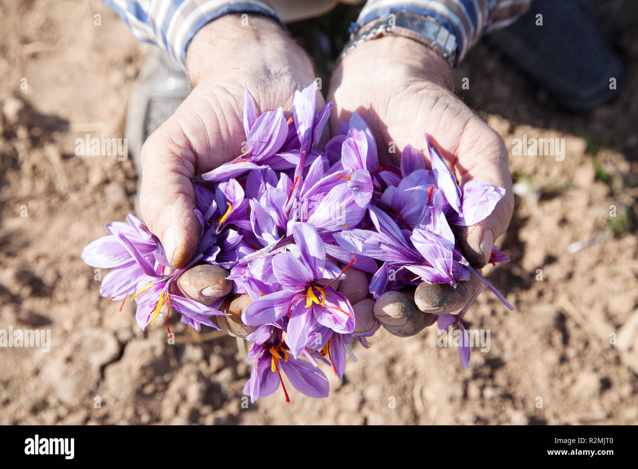 Within two months, harvest workers picking the saffron flowers from morning to noon, Stock Photo