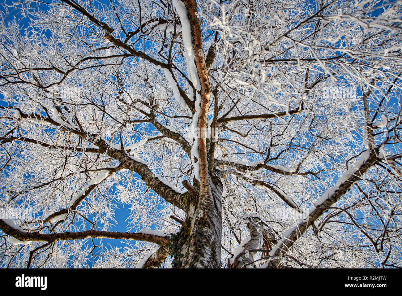 Snow-covered tree, birch, worm's eye view Stock Photo