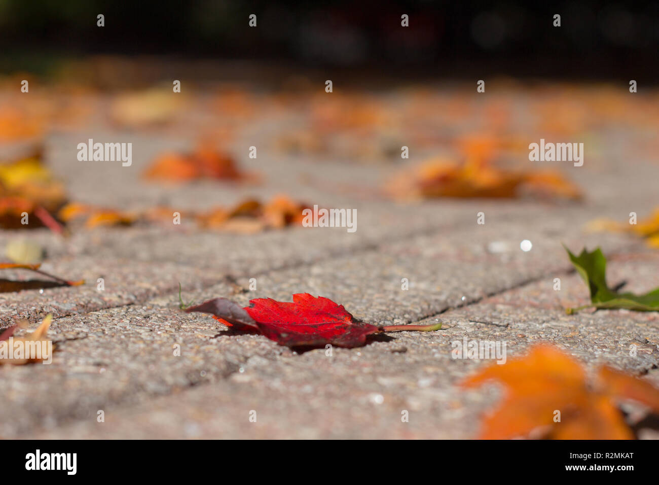 Closeup of red fallen autumn maple leave on walkway Stock Photo