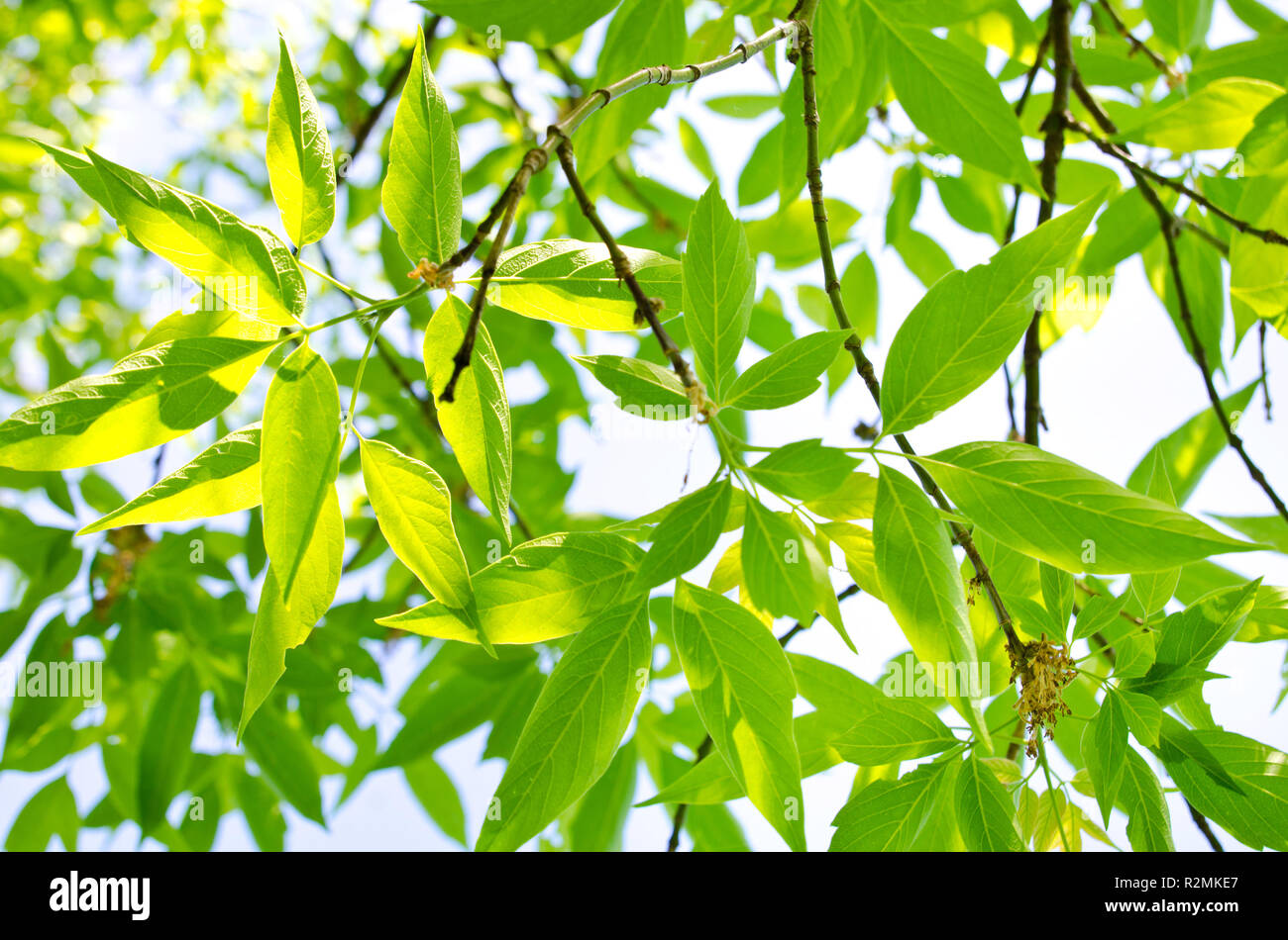 Lush green forest lot hi-res stock photography and images - Alamy