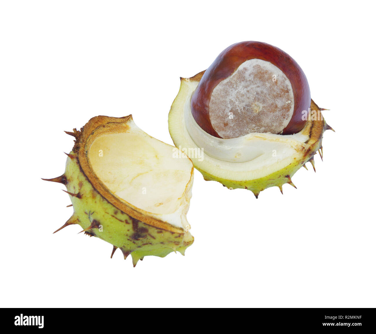 Bursted fruit capsule hi-res stock photography and images - Alamy