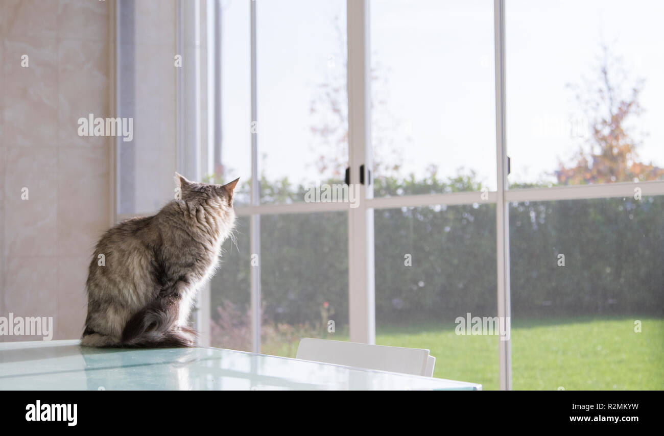 Long Haired Cat Of Siberian Breed In Relax Outdoor On A Table