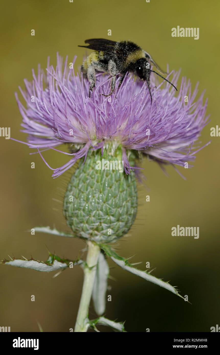 American Bumble Bee Hi-res Stock Photography And Images - Alamy