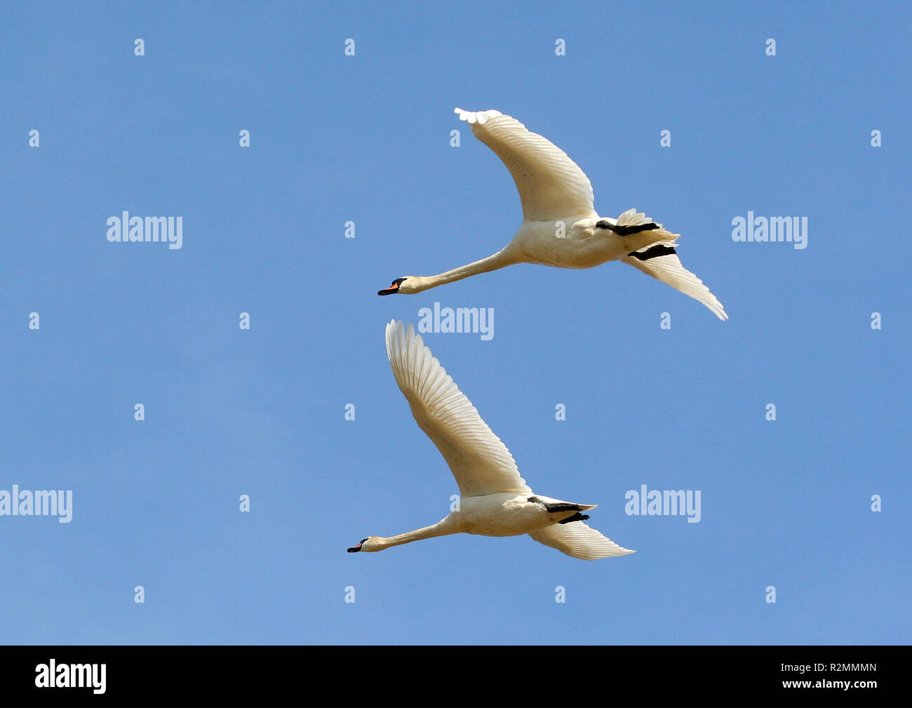 Bird in a biplane hi-res stock photography and images - Alamy
