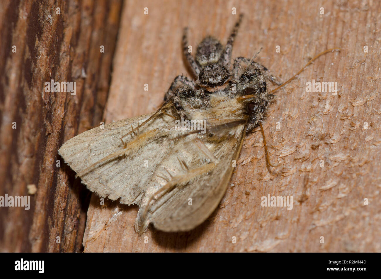 Jumping Spider, Platycryptus undatus, male with moth, Order Lepidoptera