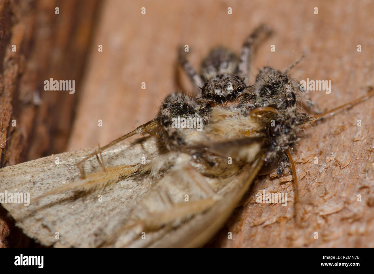Jumping Spider, Platycryptus undatus, male with moth, Order Lepidoptera, prey Stock Photo