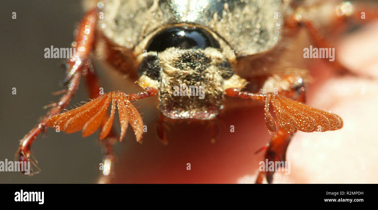 cockchafer Stock Photo