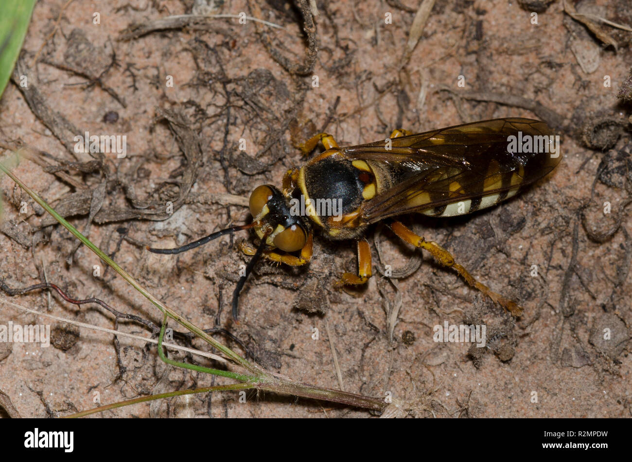 Sand Wasp, Stizus sp. Stock Photo