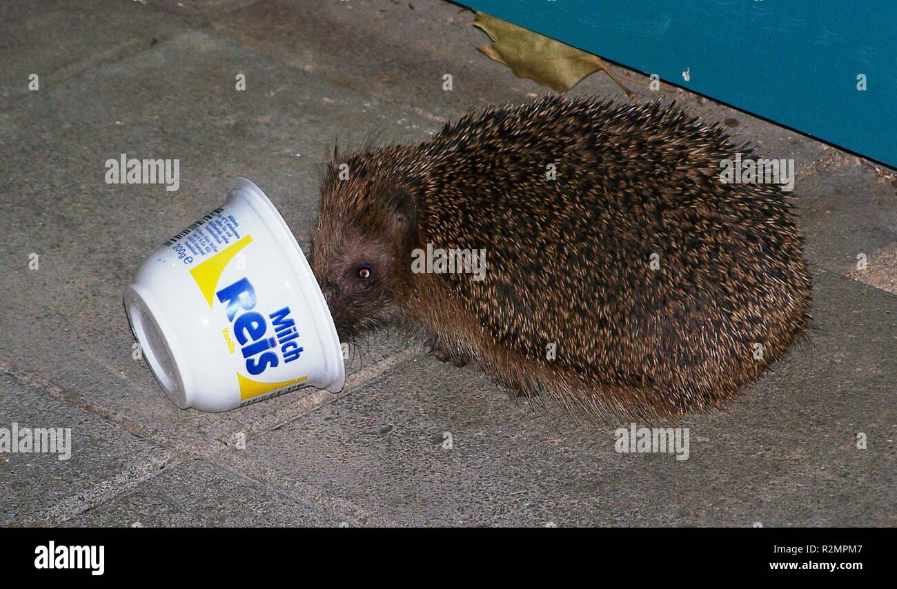 hedgehog with rice pudding Stock Photo