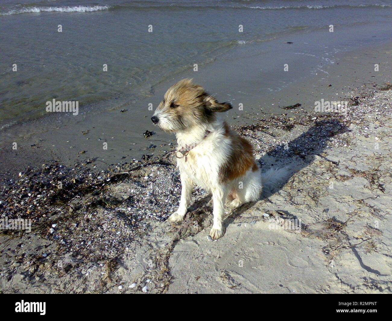 flying dog ears Stock Photo Alamy