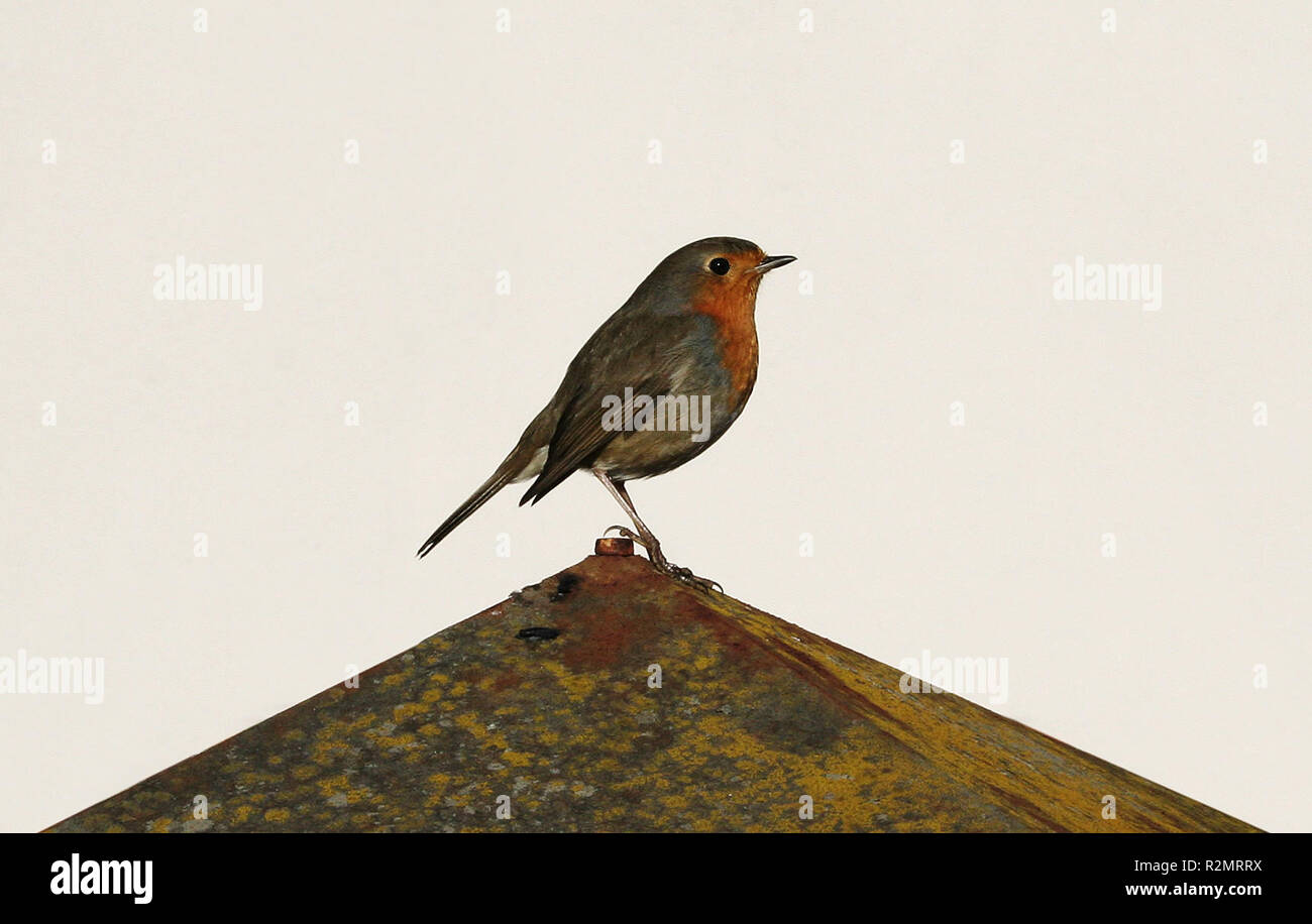 robin posing for the photographer Stock Photo - Alamy