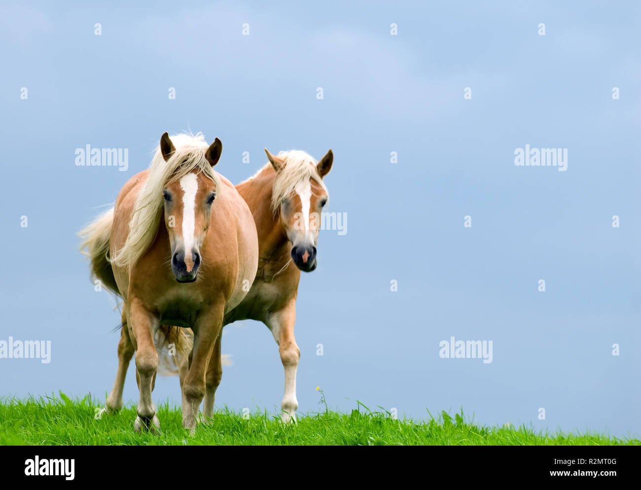 two horses galloping in the pasture Stock Photo Alamy