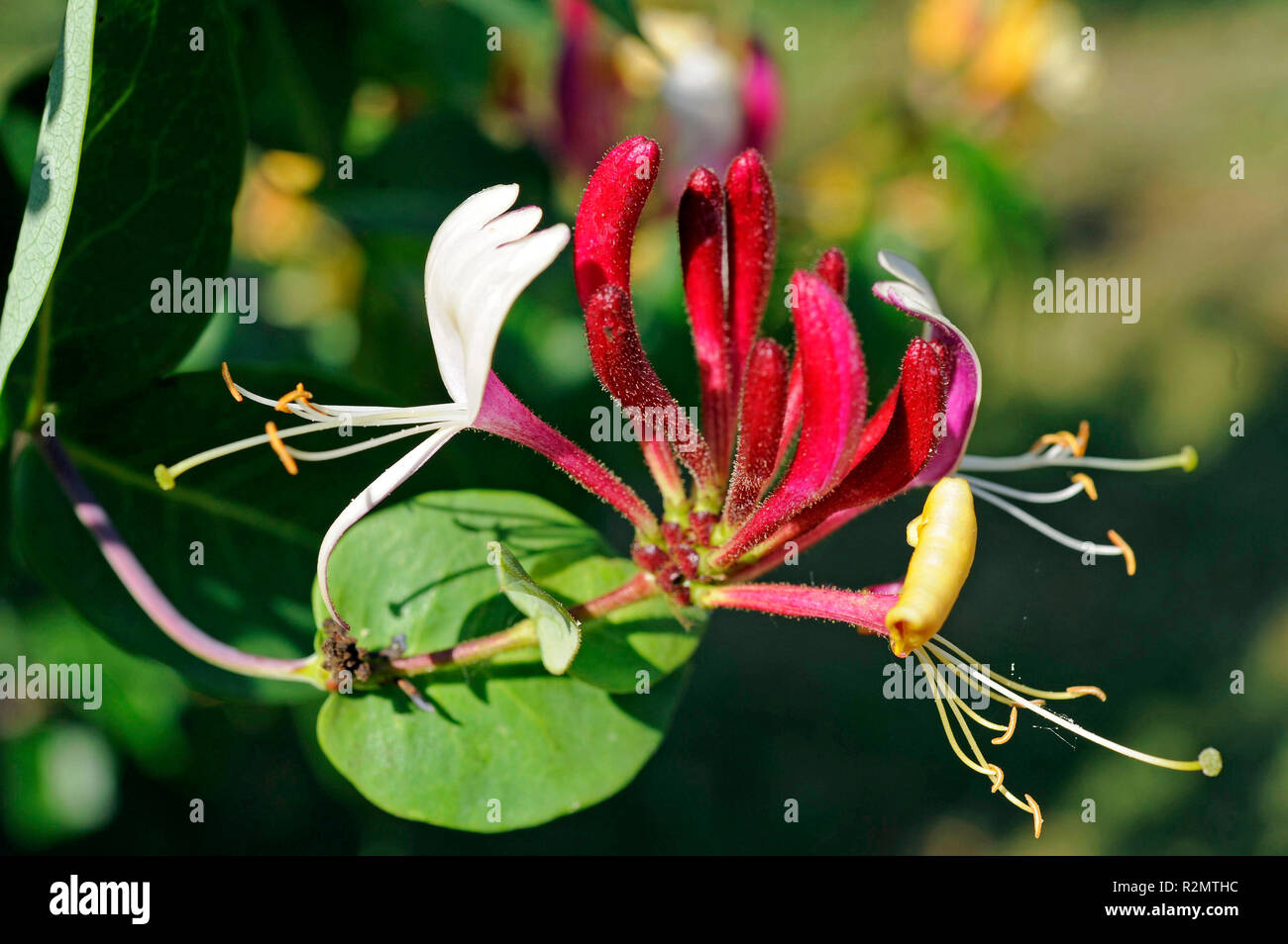 Woodbine plant hires stock photography and images Alamy