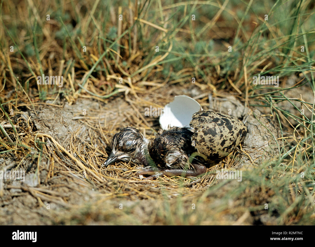 Freshly hatched fledgling in lapwing nest with egg shell Stock Photo