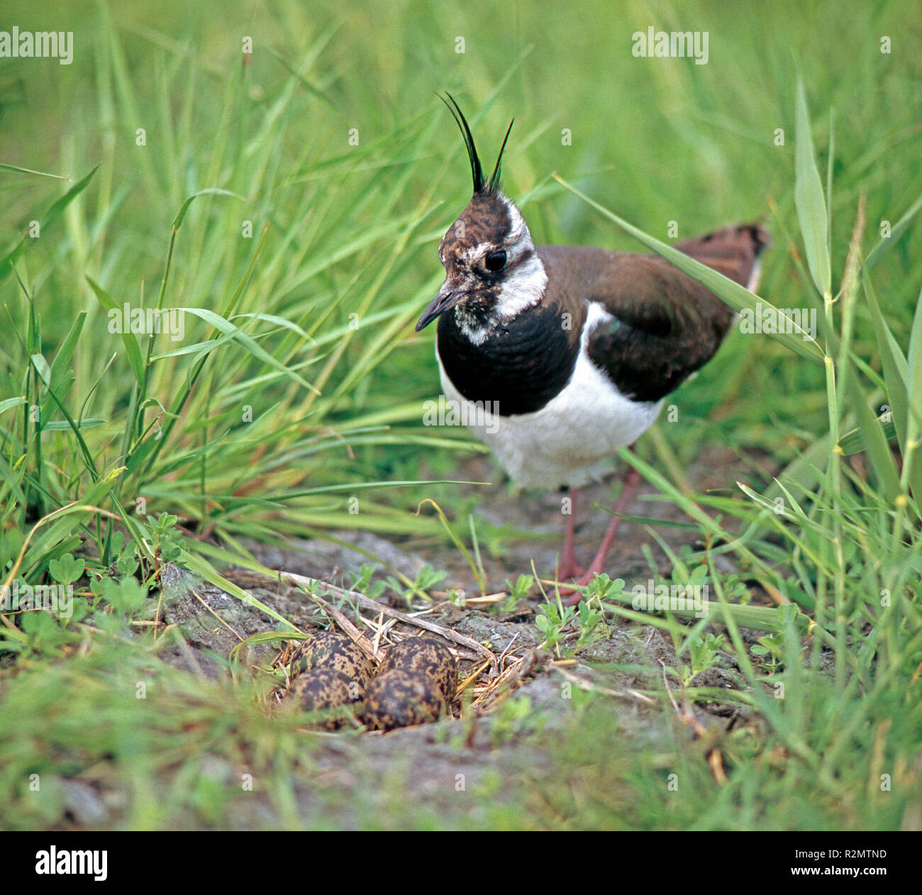 The lapwing, which has become very rare due to the progressive loss of its habitats, in front of its ground nest Stock Photo