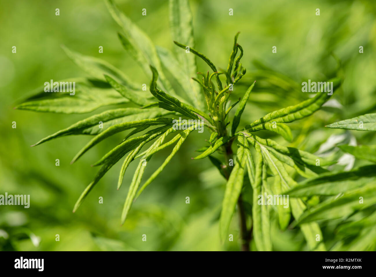 Mugwort as a medicinal plant for natural medicine and herbal medicine Stock Photo