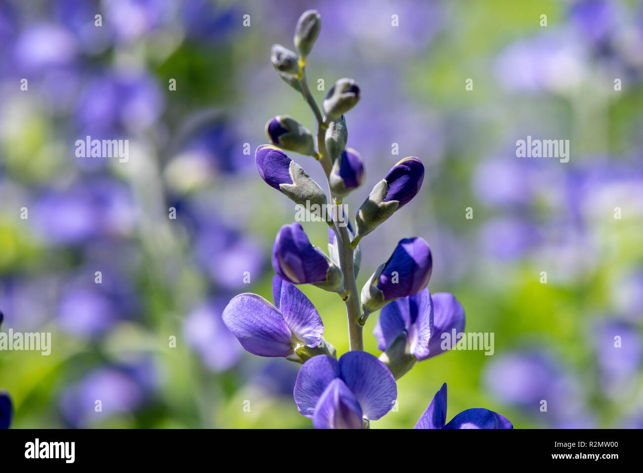 Blue wild indigo as a medicinal plant for natural medicine and herbal medicine Stock Photo