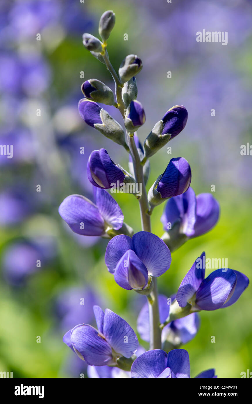 Blue wild indigo as a medicinal plant for natural medicine and herbal medicine Stock Photo