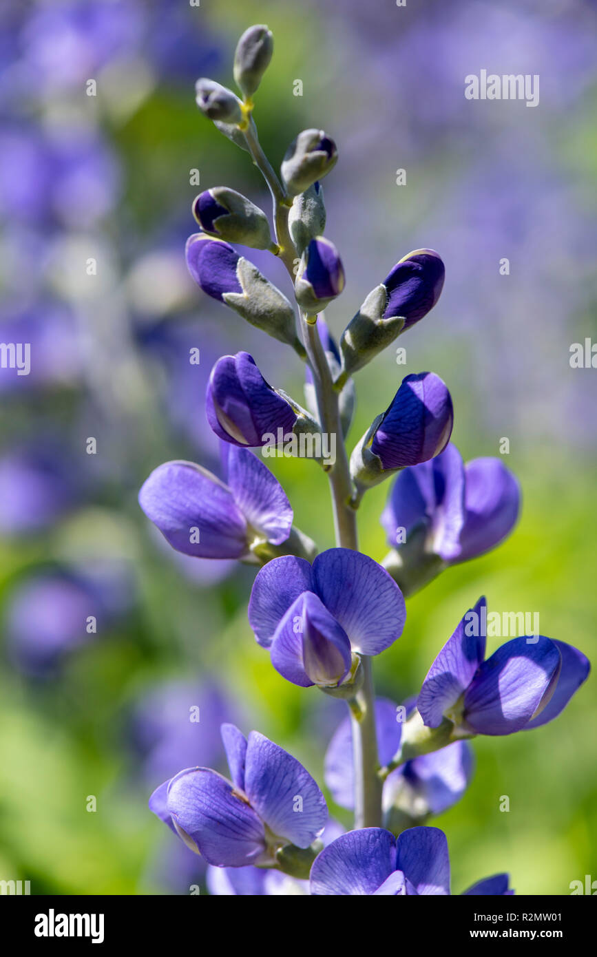 Blue wild indigo hires stock photography and images Alamy
