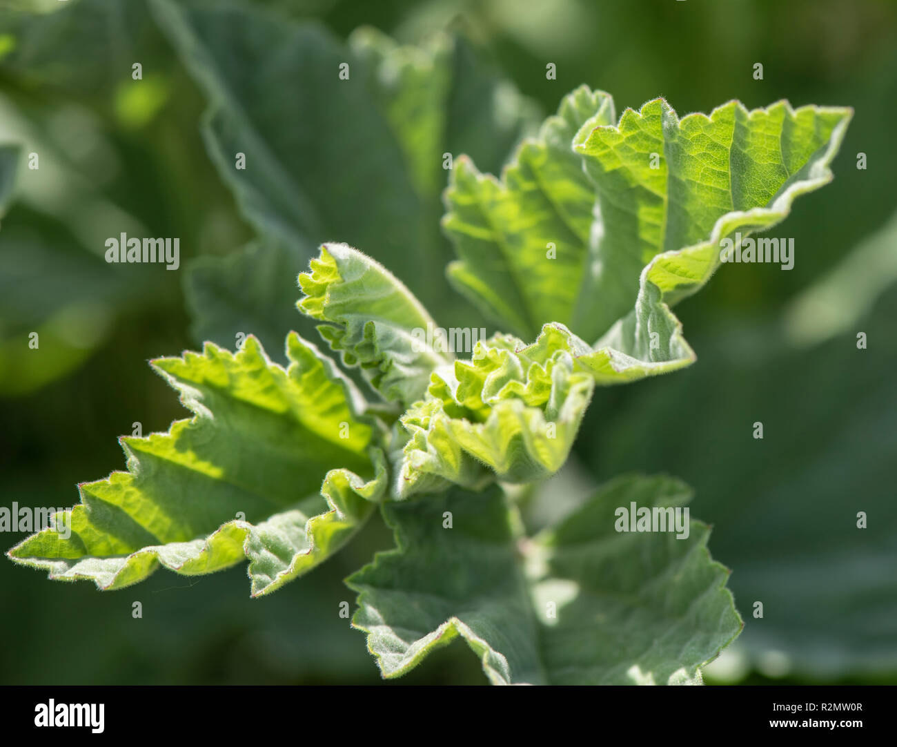 Marshmallow as a medicinal plant for natural medicine and herbal medicine Stock Photo