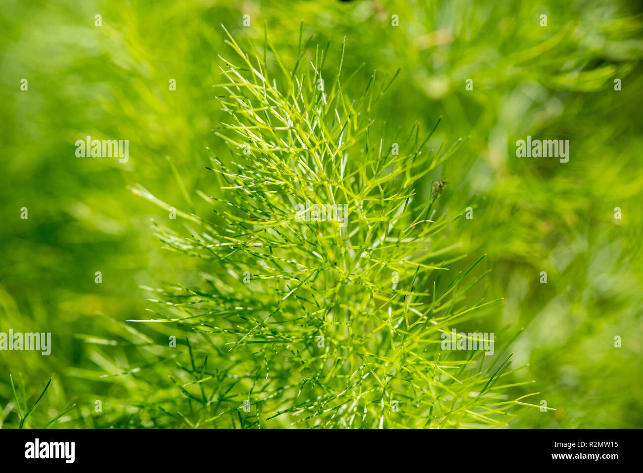 Fennel as a medicinal plant for natural medicine and herbal medicine Stock Photo