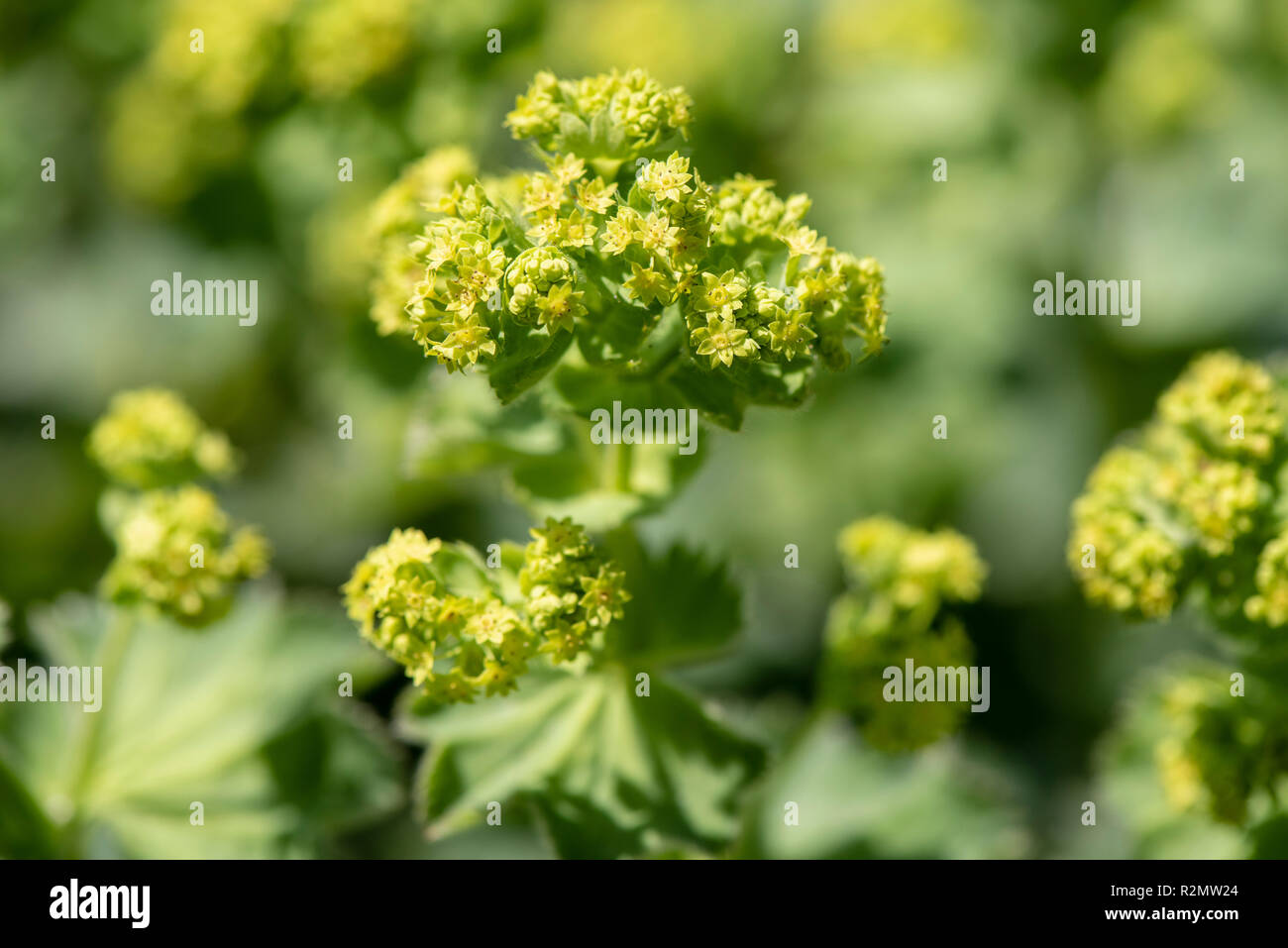 Lady's mantle as a medicinal plant for natural medicine and herbal medicine Stock Photo